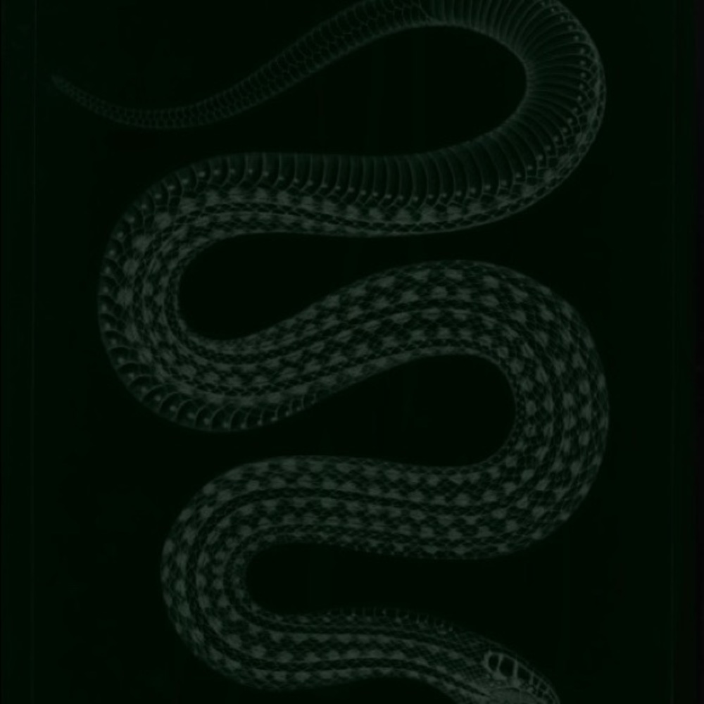 Meet your Posher, Ashlyn